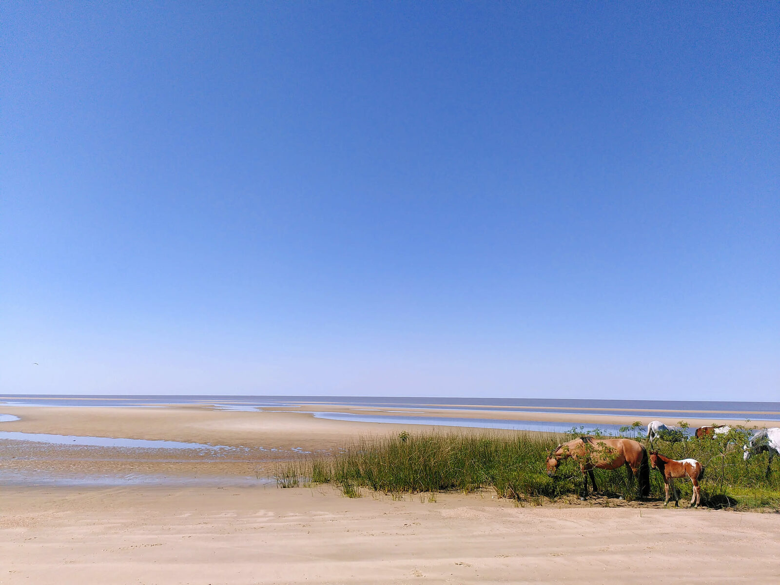 Pferde grasen am Strand